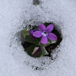 A purple flower is growing in the snow.